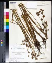 Juncus trigonocarpus image