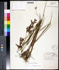 Juncus trigonocarpus image