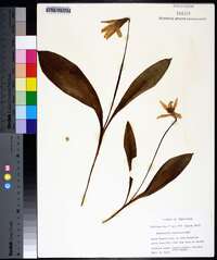 Erythronium rostratum image