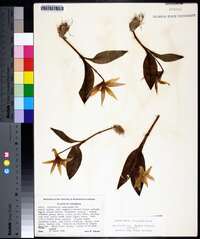 Erythronium rostratum image