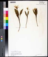 Erythronium rostratum image