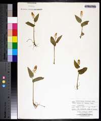 Maianthemum canadense image