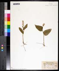 Maianthemum canadense image