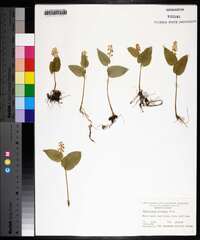 Maianthemum canadense image