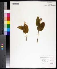 Maianthemum canadense image