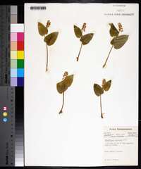 Maianthemum canadense image