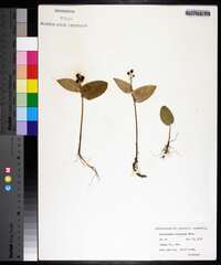 Maianthemum canadense image