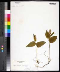 Maianthemum canadense image