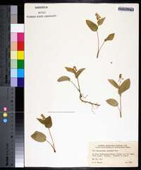 Maianthemum canadense image