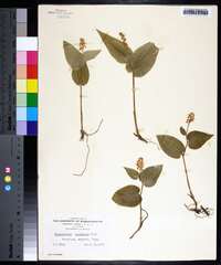 Maianthemum canadense image