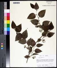 Smilax bona-nox image