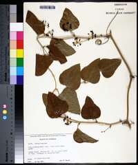 Smilax bona-nox image