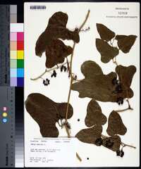 Smilax bona-nox image