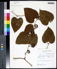 Smilax bona-nox image