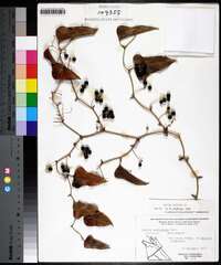 Smilax bona-nox image