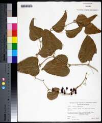 Smilax bona-nox image