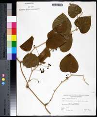 Smilax bona-nox image