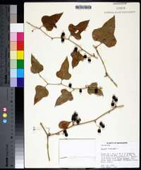 Smilax bona-nox image