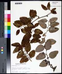 Image Associated With the Occurence