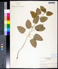 Smilax herbacea image