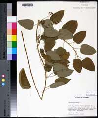 Smilax herbacea image