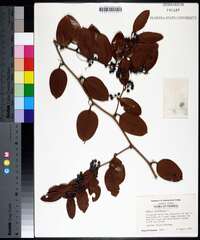 Smilax laurifolia image