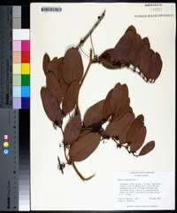 Smilax laurifolia image