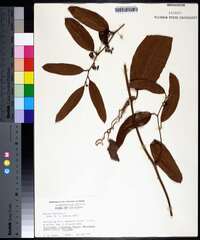 Smilax laurifolia image