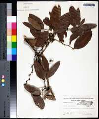 Smilax laurifolia image