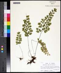 Adiantum capillus-veneris image