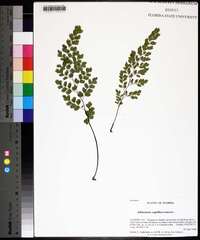 Adiantum capillus-veneris image