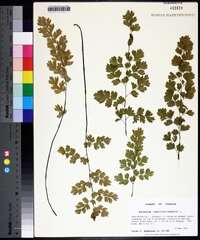 Adiantum capillus-veneris image