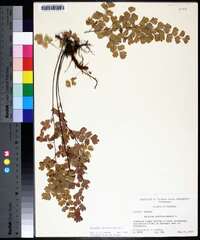 Adiantum capillus-veneris image