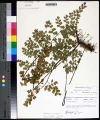 Adiantum capillus-veneris image