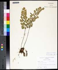 Adiantum capillus-veneris image