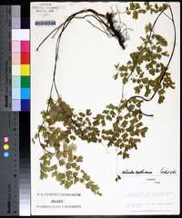 Adiantum capillus-veneris image