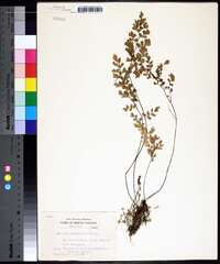 Adiantum capillus-veneris image