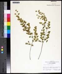 Adiantum capillus-veneris image