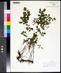 Adiantum capillus-veneris image