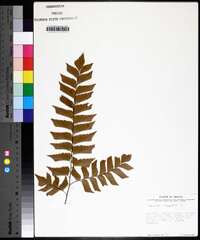 Adiantum trapeziforme image