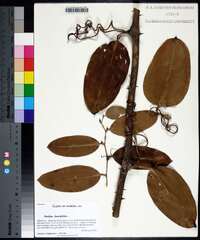 Smilax laurifolia image