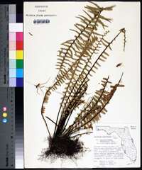 Asplenium platyneuron var. bacculum-rubrum image