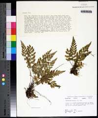 Asplenium plenum image