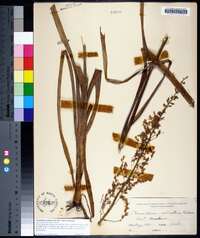 Stenanthium gramineum image