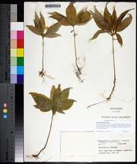 Trientalis borealis image