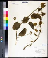 Smilax pulverulenta image