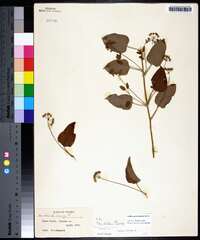 Smilax pulverulenta image