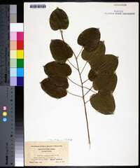 Smilax pulverulenta image