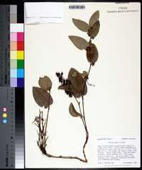 Smilax pumila image