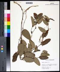 Smilax pumila image